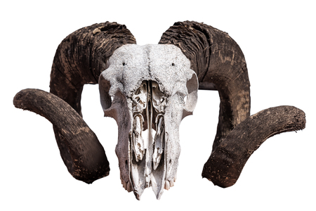 skull of ram isolated on whiteの写真素材