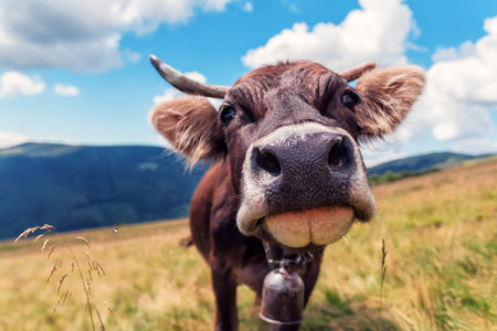 happy brown cow on the pasture in the moutainsの写真素材