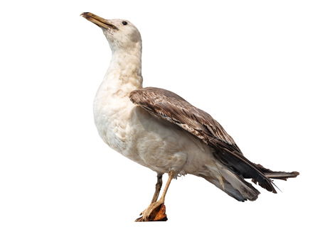 sea gull isolated on whiteの写真素材