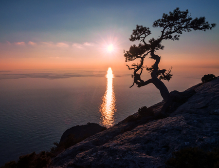silhouette of old juniper tree on the rockの写真素材