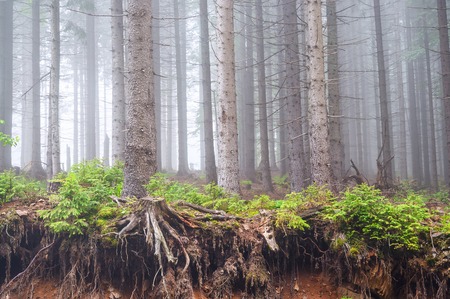 fog in the spring forestの写真素材