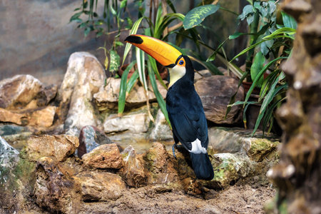 live Toco Toucan standing on the stone