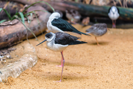 Black-winged Stilt (sea bird) standing on the sandの写真素材