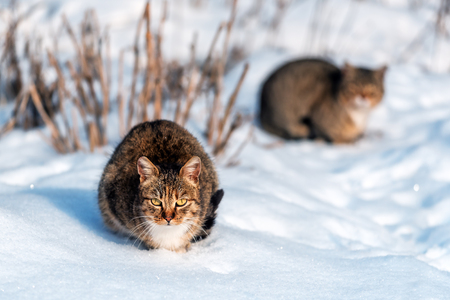 two cute grey cats on the snowの写真素材