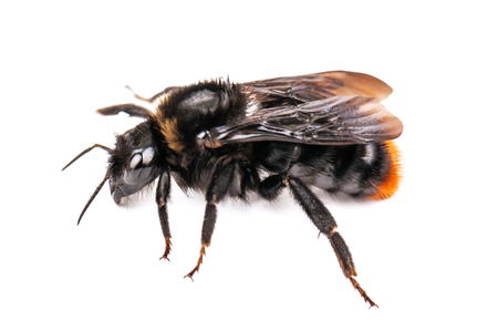 wild live bumblebee isolated on whiteの写真素材