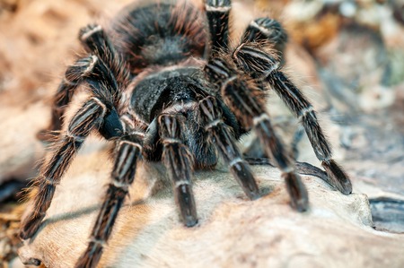portrait of black live tarantua (spider)の写真素材