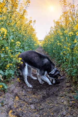 cute husky is diging a hole in the rape fieldの写真素材