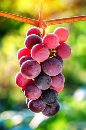 juicy bunch of dark grape under sunlight