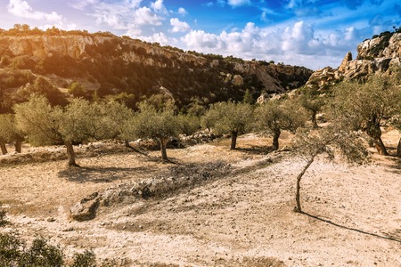 olive trees in the garden on cyprusの写真素材