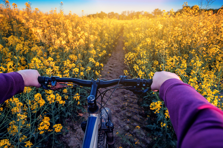 bicycle trip in the rape field on sunset (sunrise)の写真素材