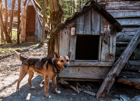 cute dog on the chain and kennelの写真素材
