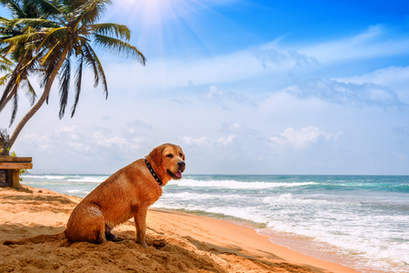 Cute golden retriever, labrador, sitting on the tropical beach. Baywatchの写真素材