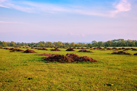 Fertilizer from cow manure and straw. Heap of manure, have been taken out on the field in early spring to fertilize fieldsの写真素材
