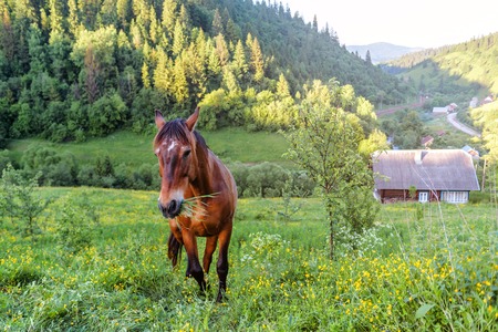 wild brown horse on the pastureの写真素材