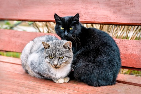 Black ang grey cats sits on wooden benchの写真素材