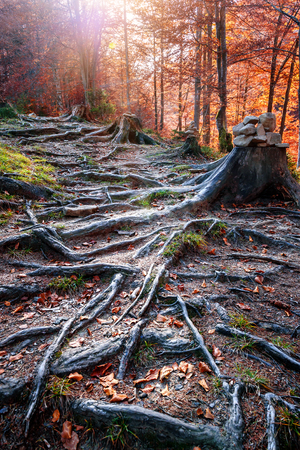 roots ??? stump of old tree in autumn forestの写真素材