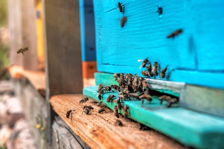 Bee family at the entrance to the hive. Apiary themeの写真素材