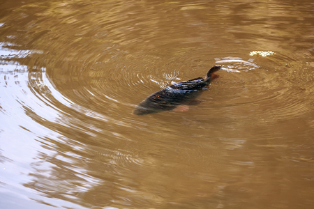 live carp fish floats in waterの写真素材