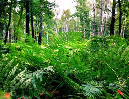 lush and green fern in the forest
