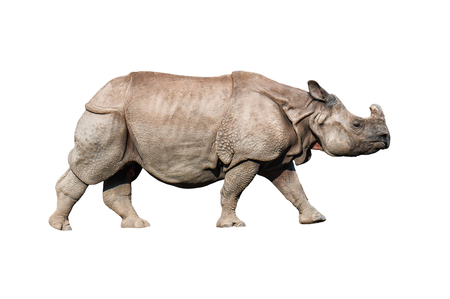 live rhinoceros isolated on whiteの写真素材