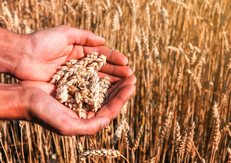 wheat spikes in the human handsの写真素材