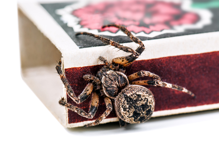 alive cross spider on matchbox isolated on whiteの写真素材