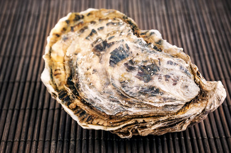 Fresh raw oyster. Sea food