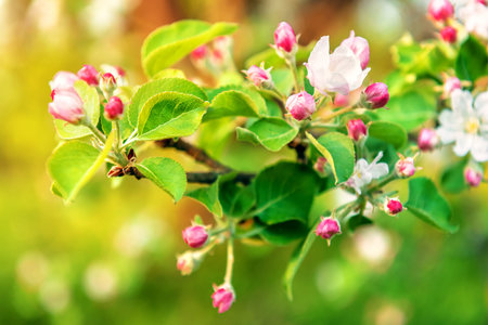 Fresh new apple bloom. Spring time