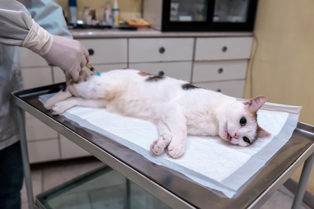 tricolor cat under anesthetic to a veterinarian before surgery operationの写真素材