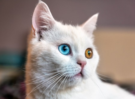 portrait of cute white cat with different eyesの写真素材