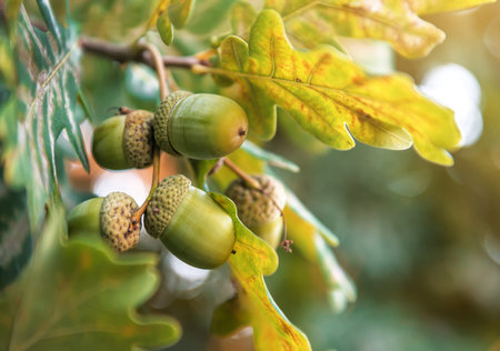 lush acorns on a oak branch