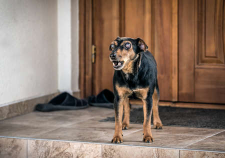 old blind dog on the porch of the houseの写真素材