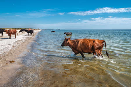 cute wild brown cows stands in the seaの写真素材