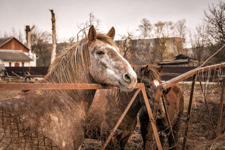 cute brown horse in farm or ranchの写真素材
