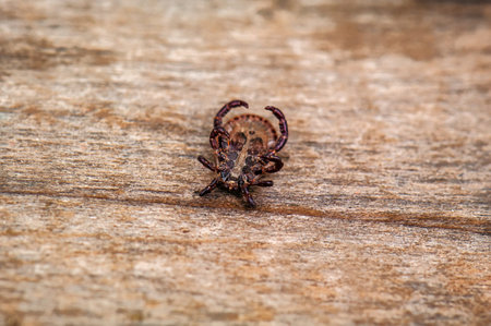 dead mite (acarus) on wooden background
