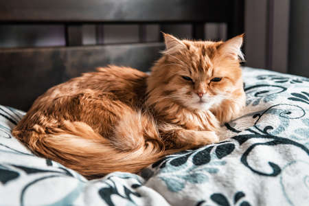 cute sleeping tired persian red catの写真素材