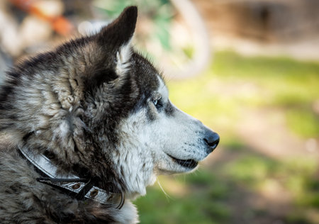 cute fluffy adorable blue eyed husky portraitの写真素材