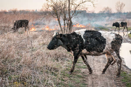 Cows run away from the fire. Environment problemの写真素材
