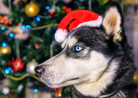 cute blue eyed husky in red santa hatの写真素材