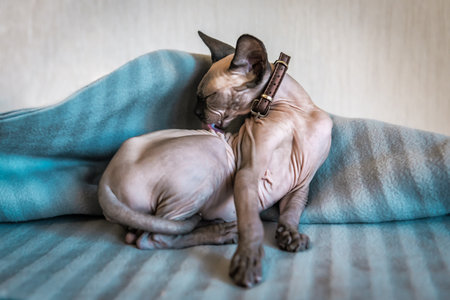 cute bald cat kitten, sphinx resting on a blanketの写真素材
