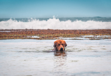 golden retriever dog floats in oceanの写真素材