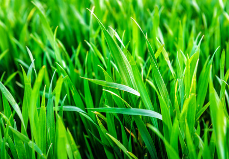 green and lush stems of wheatの写真素材