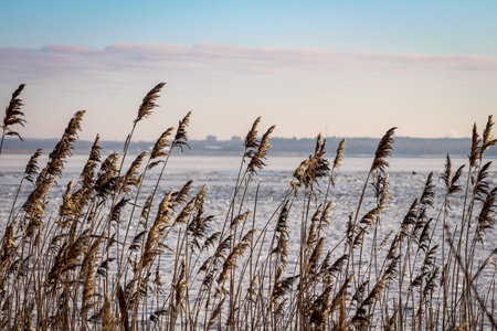 Hiding between the cane bushes and having a frozen icy lake on the background. Winter frosty sunny day.の写真素材