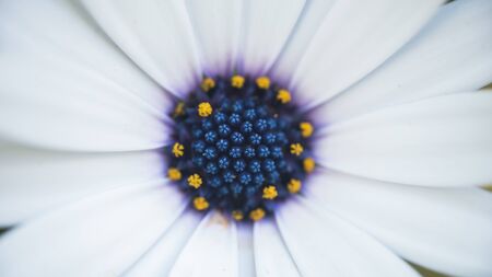 detail of flower in the natureの写真素材