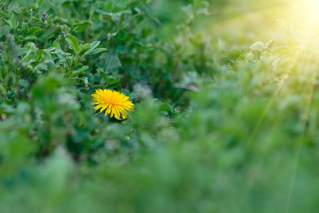 Dandelion yellow flower on a background of green grass.の写真素材