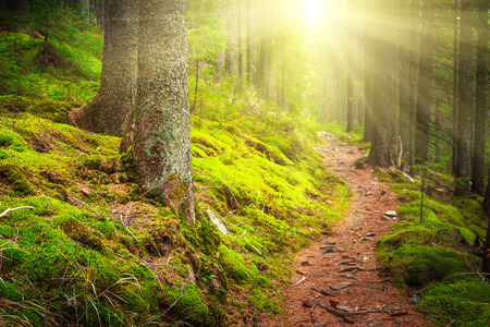 Landscape dense mountain forest and stone path between the roots of trees in sunlight.