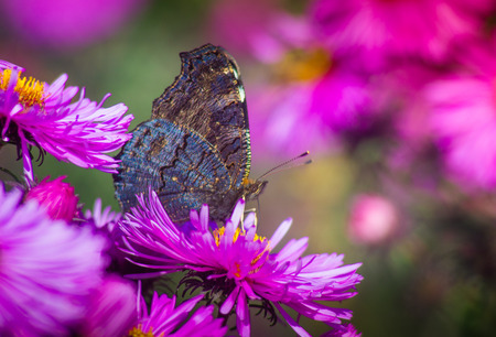 Butterfly closeup on a wild flower. Summer nature background.の写真素材