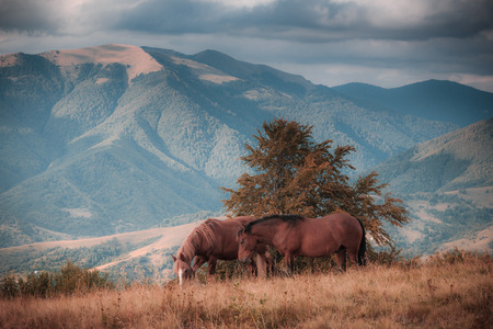 Horses grazing in pasture in mountains. Autumn landscape. Retro and soft effect.の写真素材