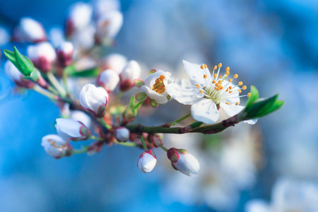 Blossoming of fruit tree during spring. View close-up of branch with white flowers and buds in bright colors at sunshine. Soft focus background.の写真素材