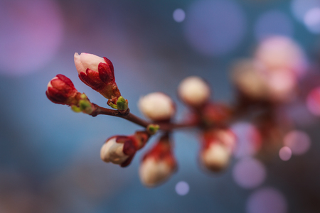 Blossoming of fruit tree during spring. View close-up of branch with white flowers and buds in bright colors. Soft focus and boken background.の写真素材
